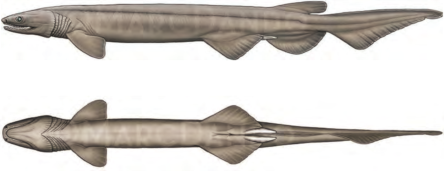 Illustration of the Frilled Shark