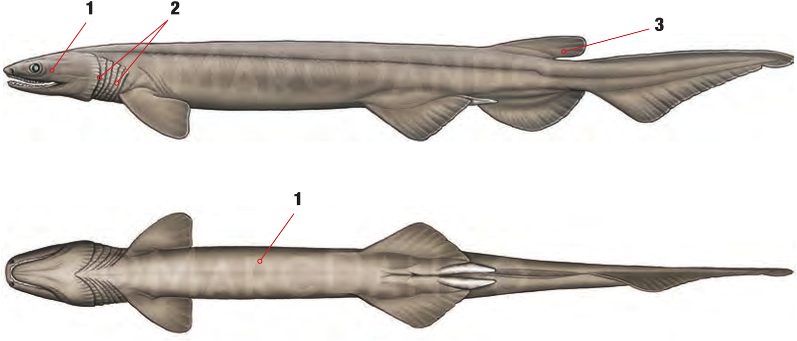 Illustration of the Frilled Shark with numbered arrows marking each identifying feature