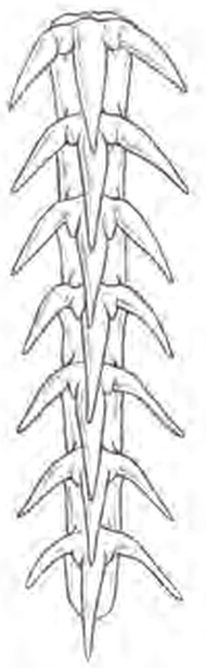 Line drawings of Frilled Shark teeth