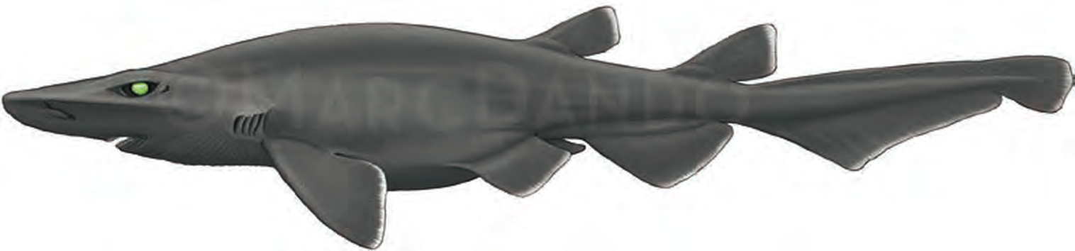 Illustration of the Ghost Catshark