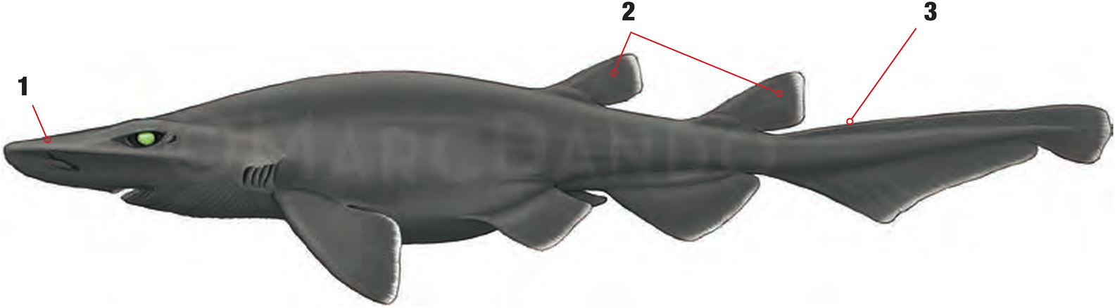 Illustration of the Ghost Catshark with numbered arrows marking each identifying feature
