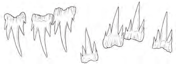 Line drawings of Ghost Catshark teeth
