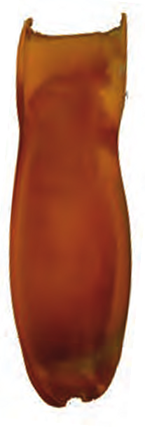 Illustration of the Ghost Catshark eggcase