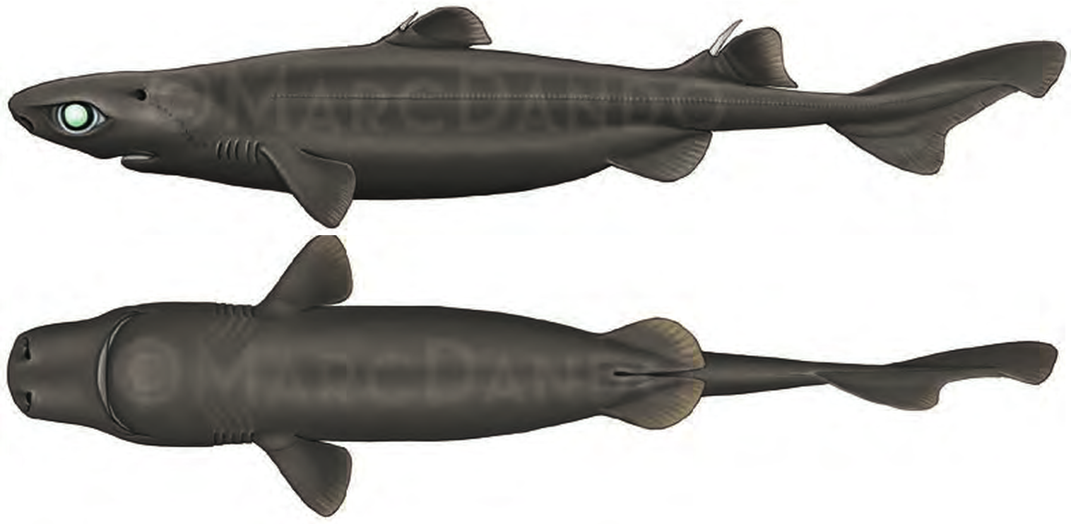 Illustration of the Great Lanternshark