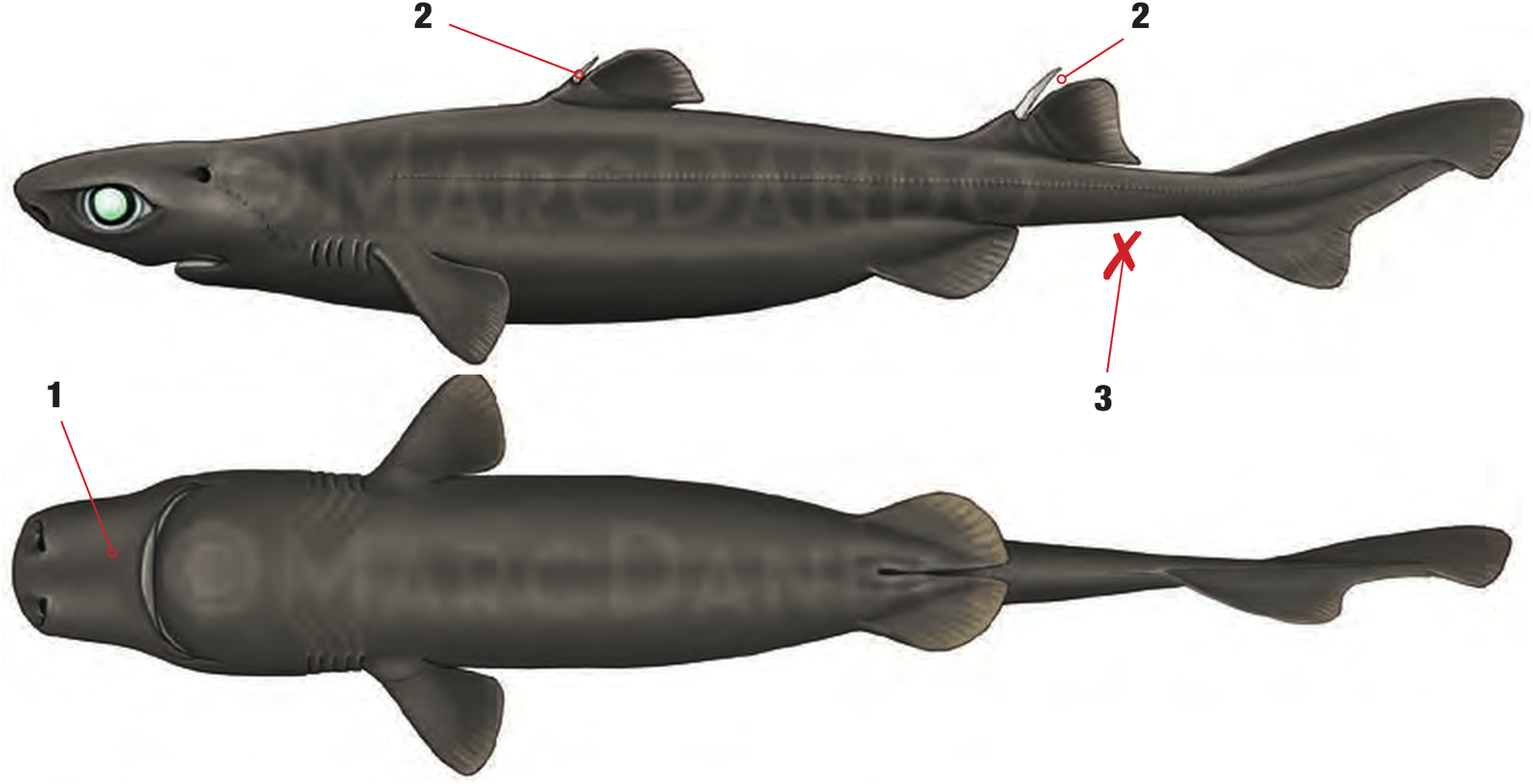 Illustration of the Great Lanternshark with numbered arrows marking each identifying feature
