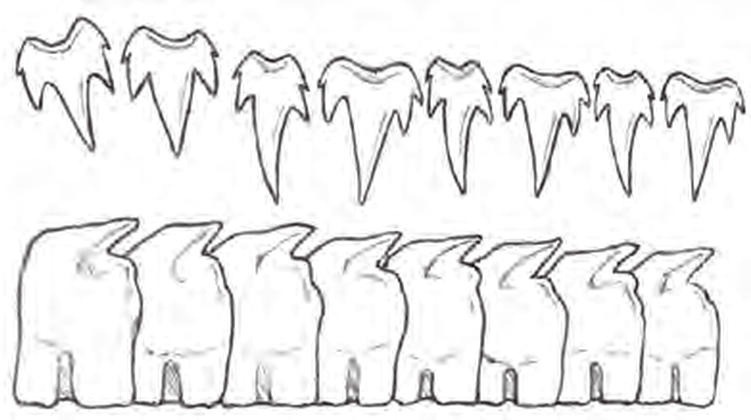 Line drawings of Great Lanternshark teeth