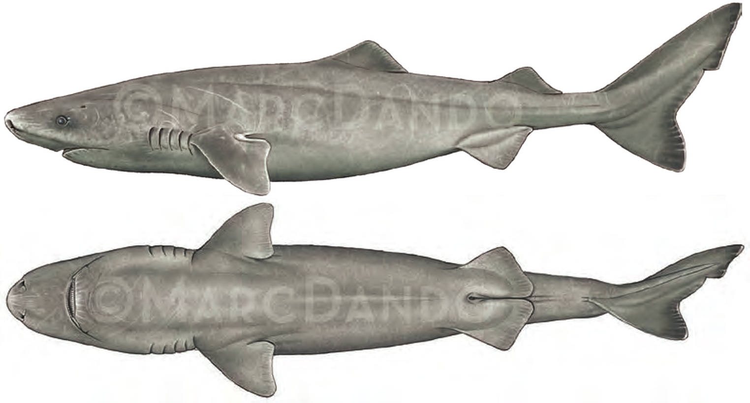 Illustration of the Greenland Shark