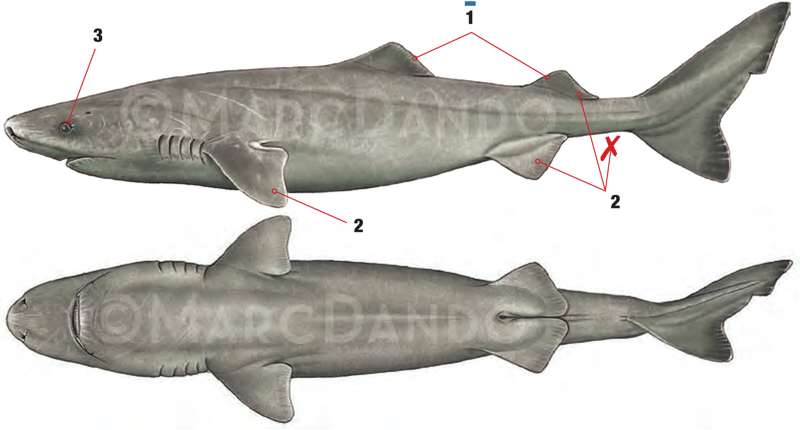 Illustration of the Greenland Shark with numbered arrows marking each identifying feature