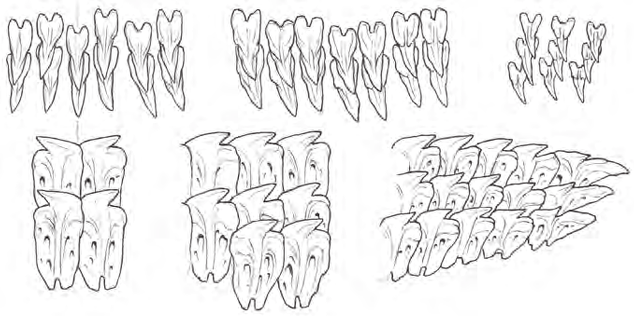 Line drawings of Greenland Shark teeth