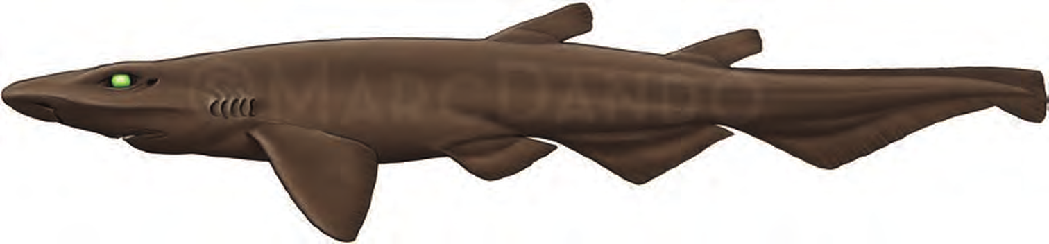 Illustration of the Iceland Catshark