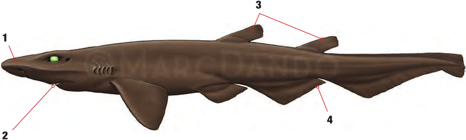 Illustration of the Iceland Catshark with numbered arrows marking each identifying feature