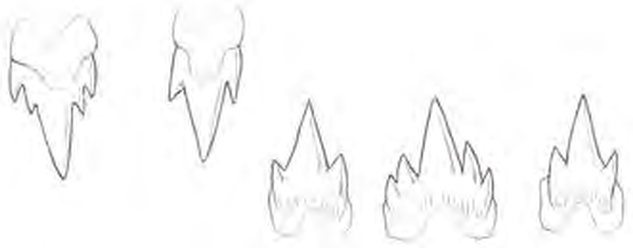 Line drawings of Iceland Catshark teeth
