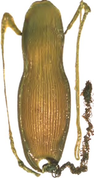 Illustration of the Iceland Catshark eggcase
