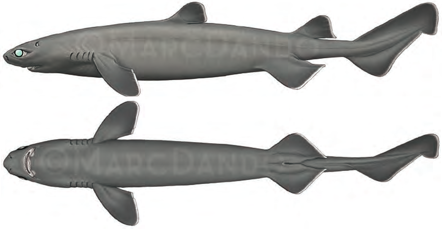 Illustration of the Kitefin Shark