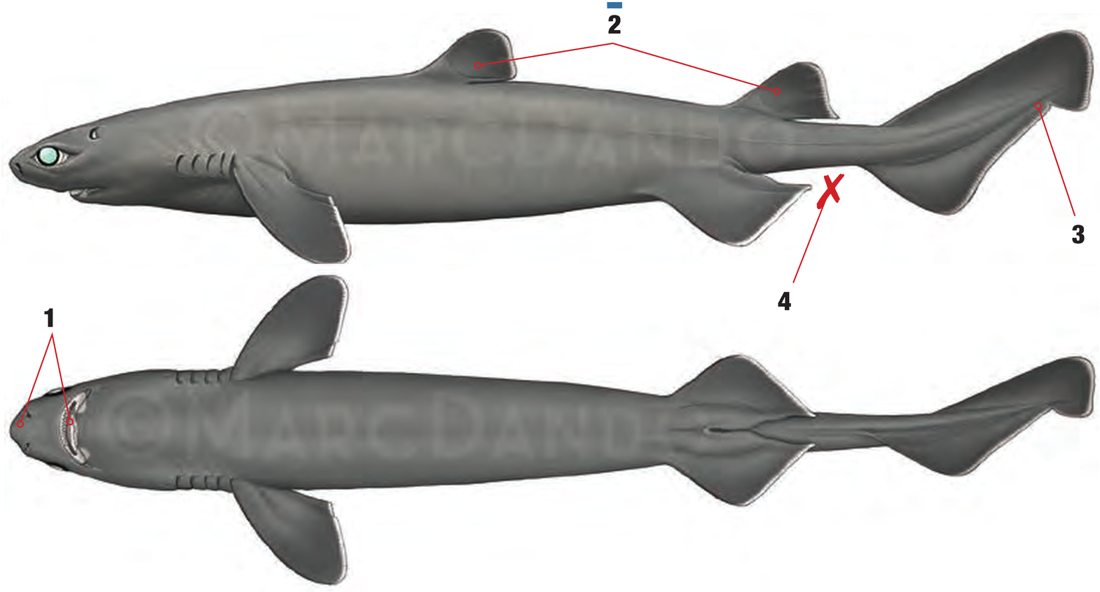 Illustration of the Kitefin Shark with numbered arrows marking each identifying feature