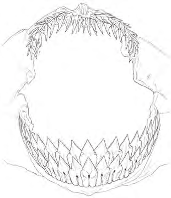 Line drawings of Kitefin Shark teeth