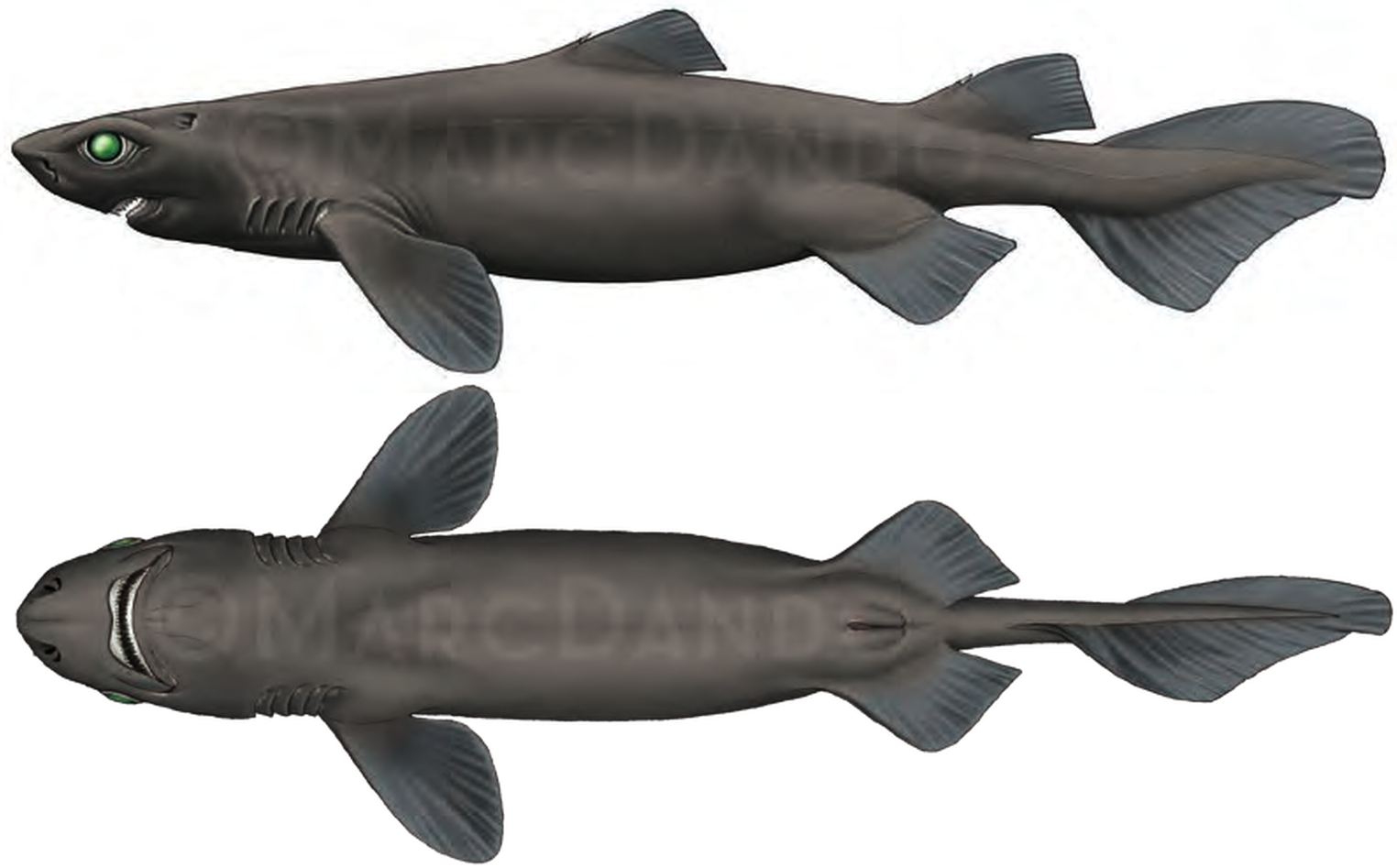 Illustration of the Knifetooth Dogfish