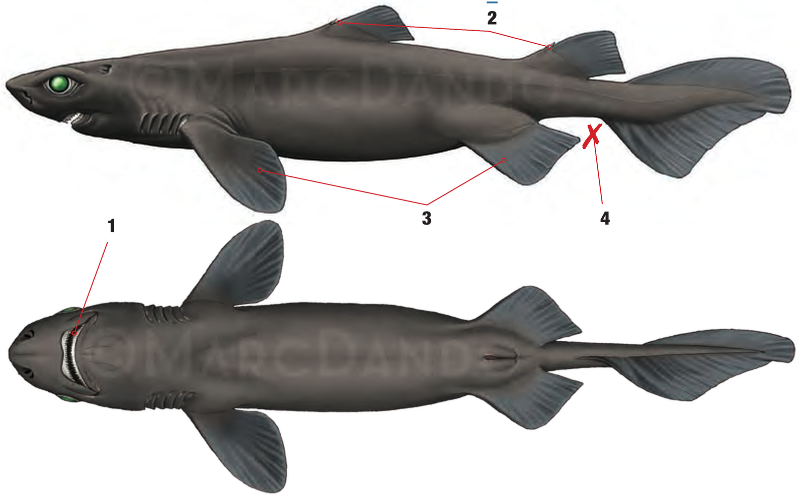 Illustration of the Knifetooth Dogfish with numbered arrows marking each identifying feature