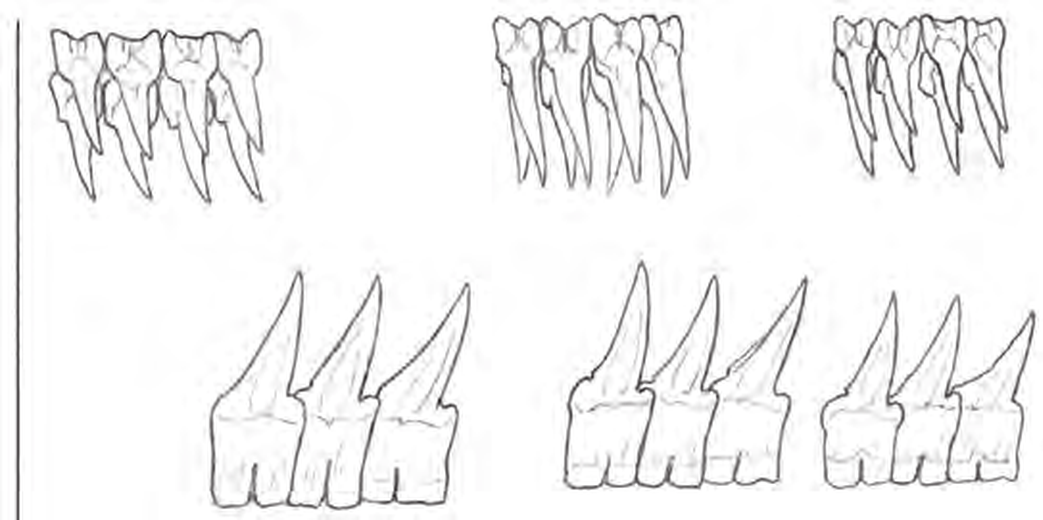 Line drawings of Knifetooth Dogfish teeth