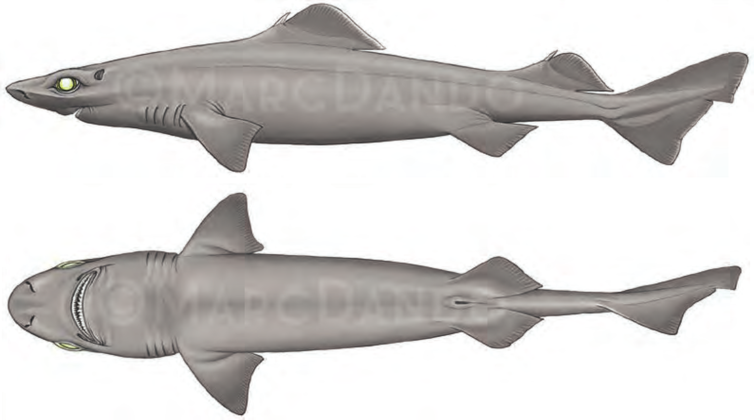 Illustration of the Leafscale Gulper