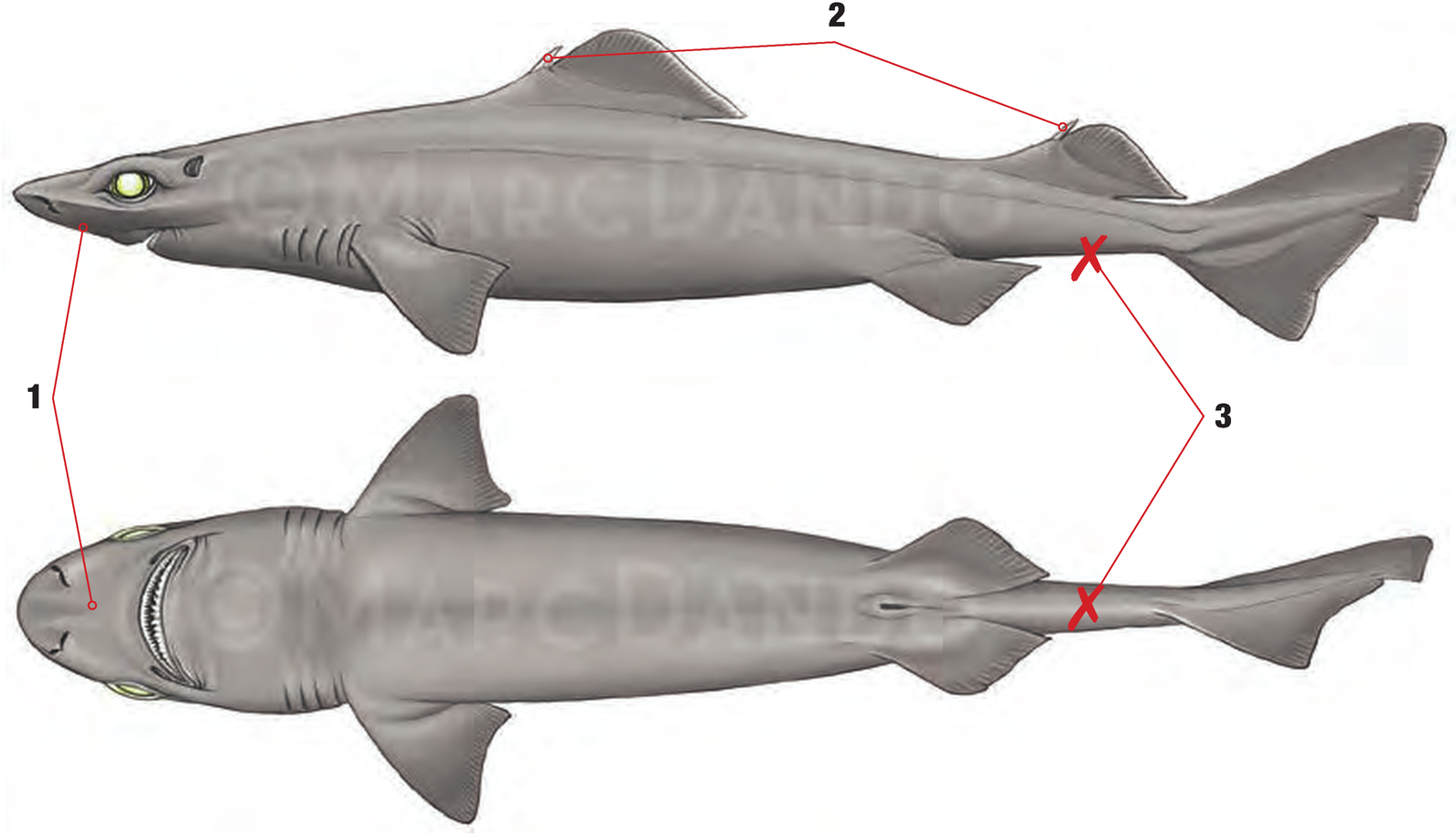 Illustration of the Leafscale Gulper with numbered arrows marking each identifying feature