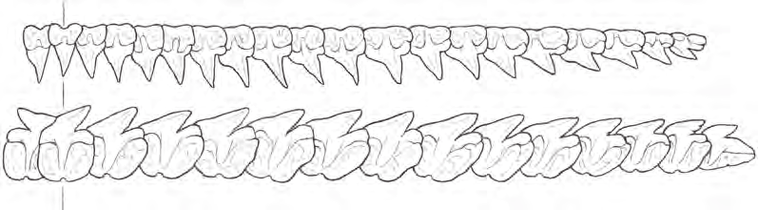 Line drawings of Leafscale Gulper teeth