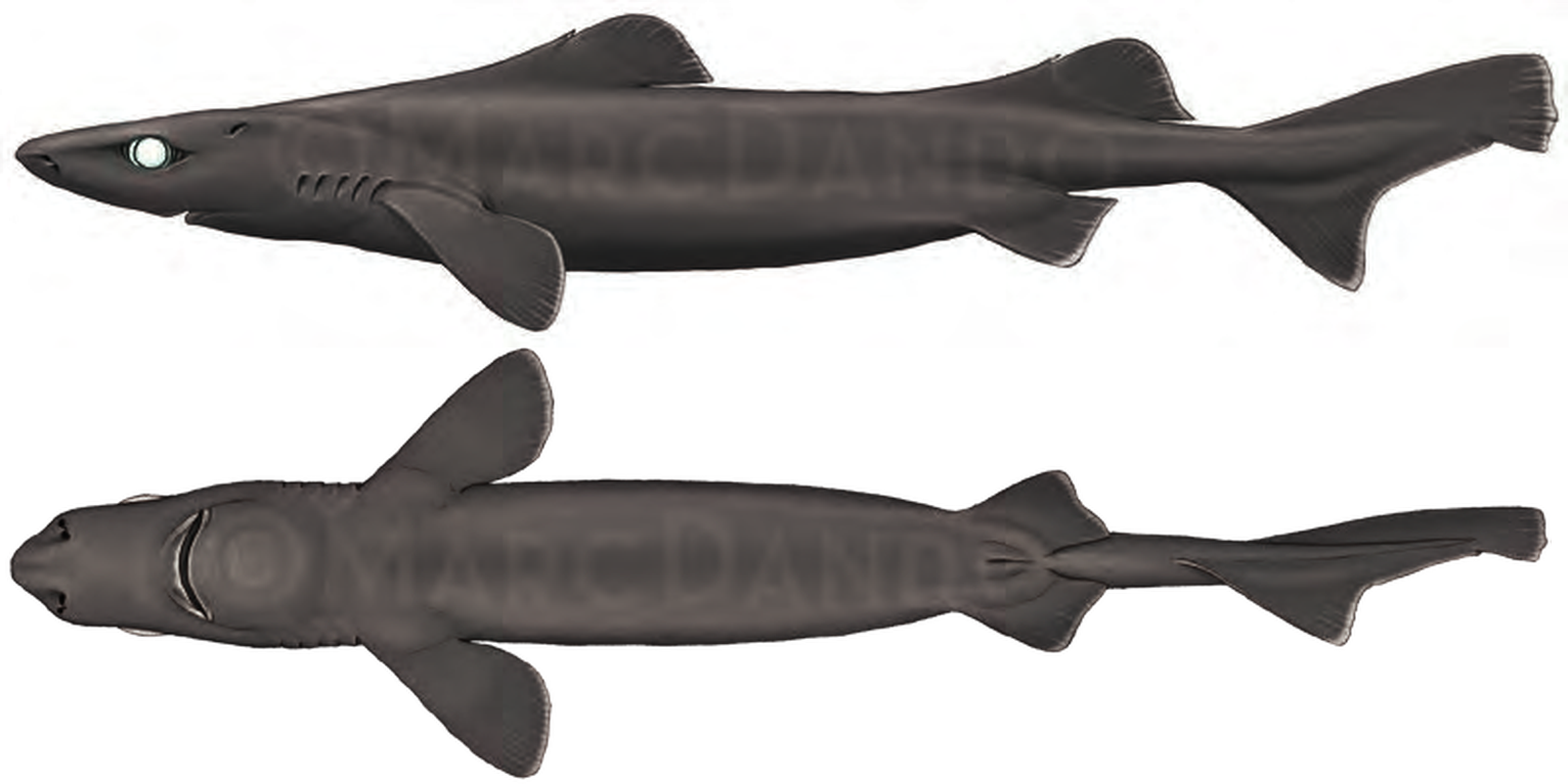 Illustration of the Longnose Velvet Dogfish