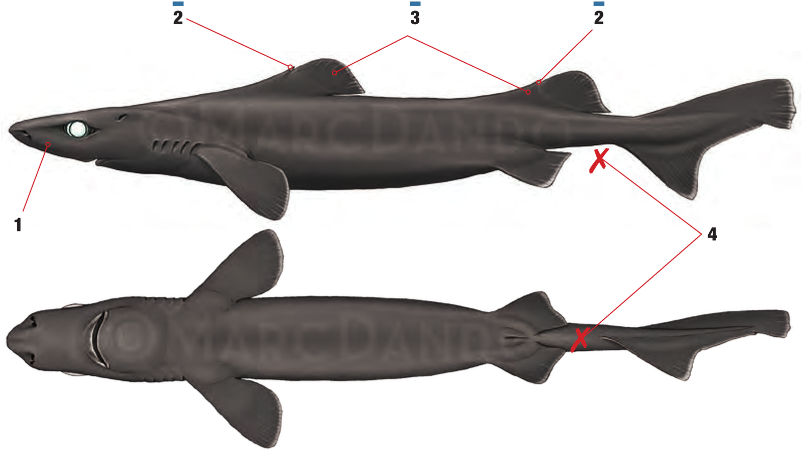 Illustration of the Longnose Velvet Dogfish with numbered arrows marking each identifying feature