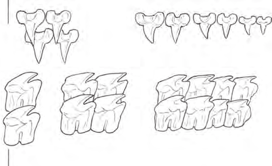 Line drawings of Longnose Velvet Dogfish teeth