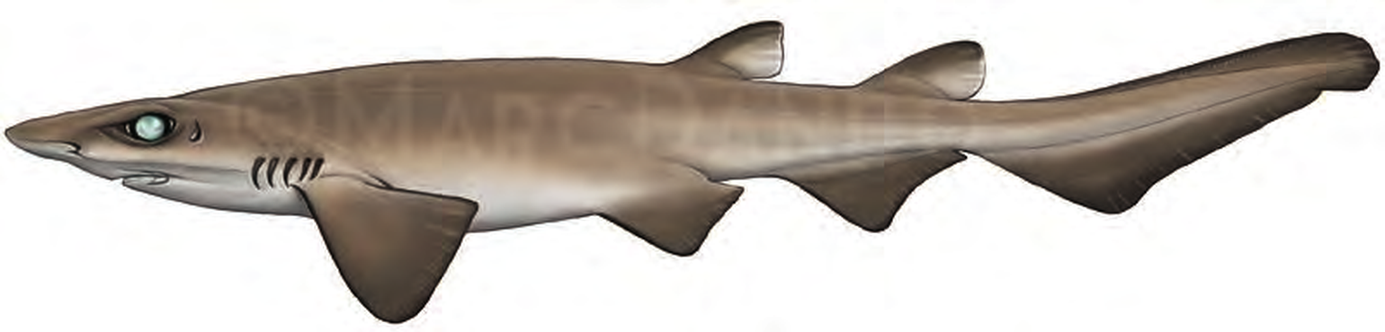 Illustration of the Mouse Catshark