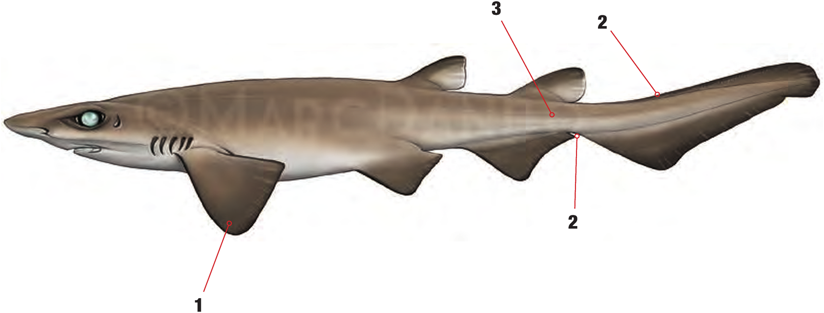 Illustration of the Mouse Catshark with numbered arrows marking each identifying feature