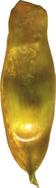 Illustration of the Mouse Catshark eggcase