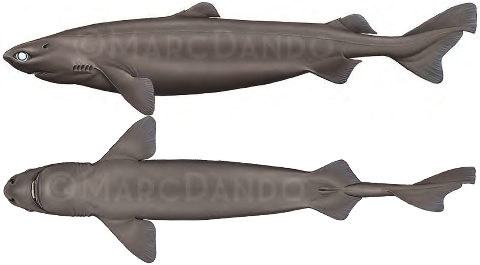 Illustration of the Portuguese Dogfish