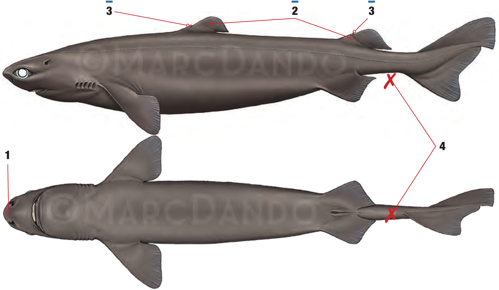Illustration of the Portuguese Dogfish with numbered arrows marking each identifying feature