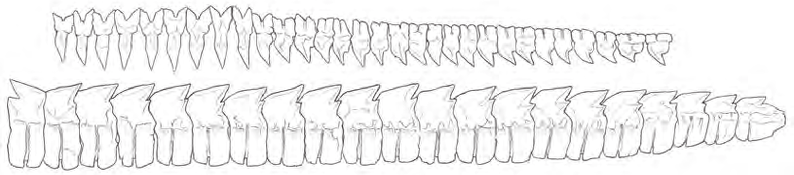 Line drawings of Portuguese Dogfish teeth