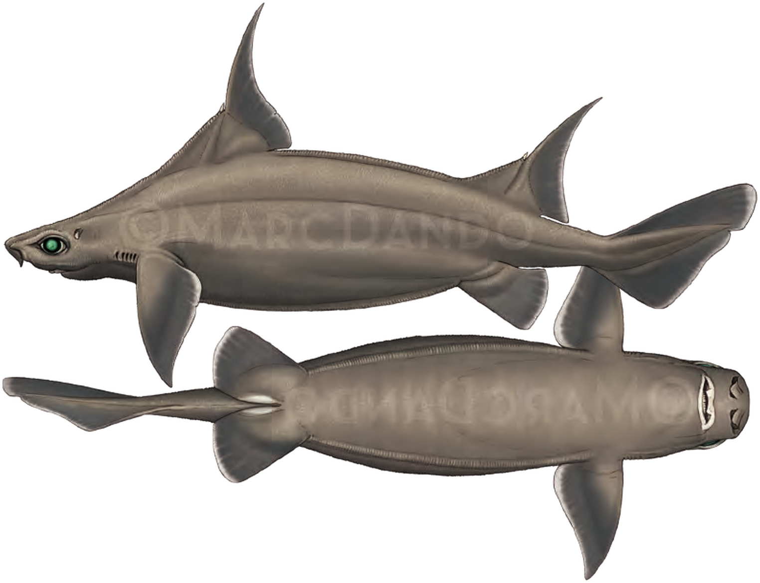 Illustration of the Sailfin Roughshark