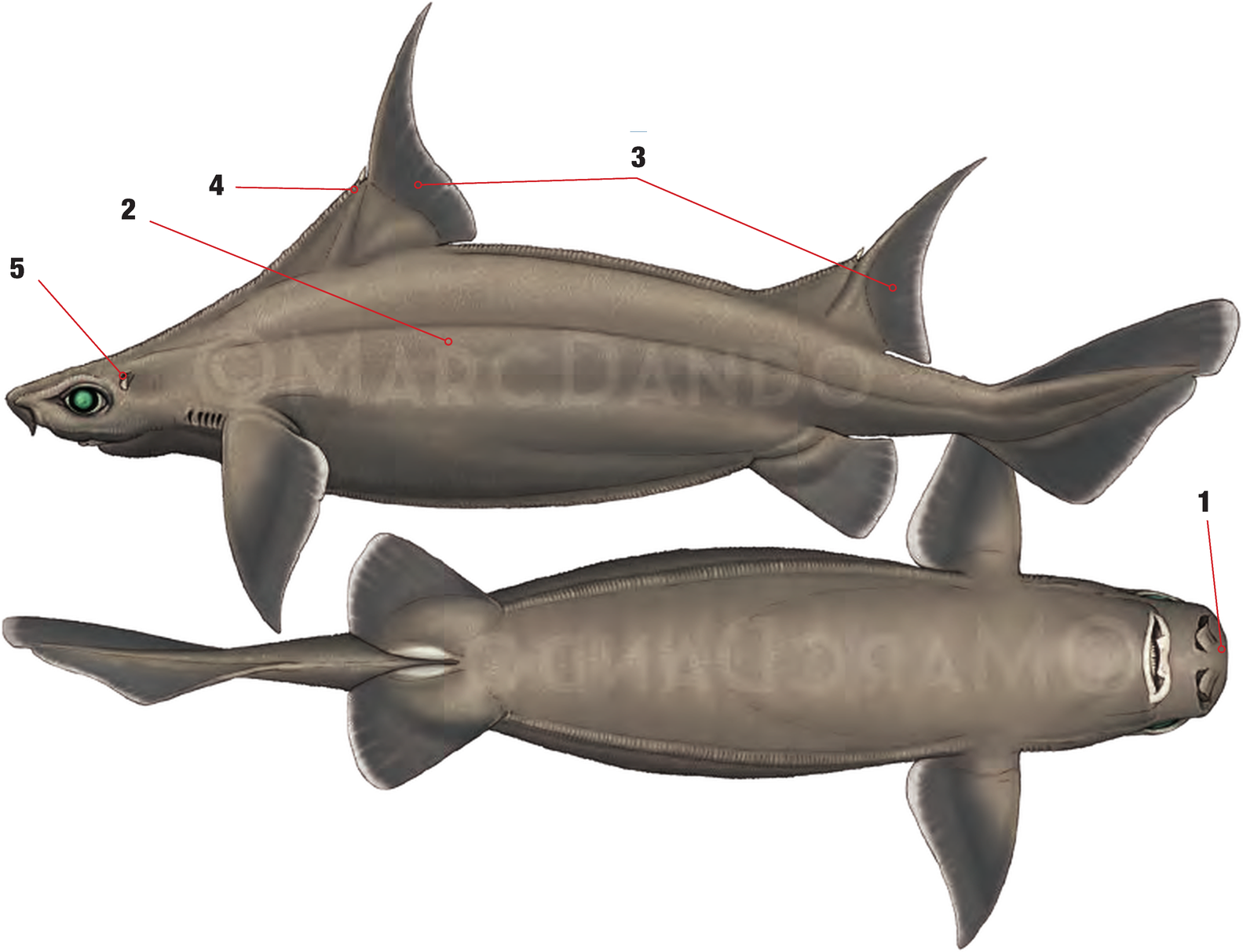 Illustration of the Sailfin Roughshark with numbered arrows marking each identifying feature