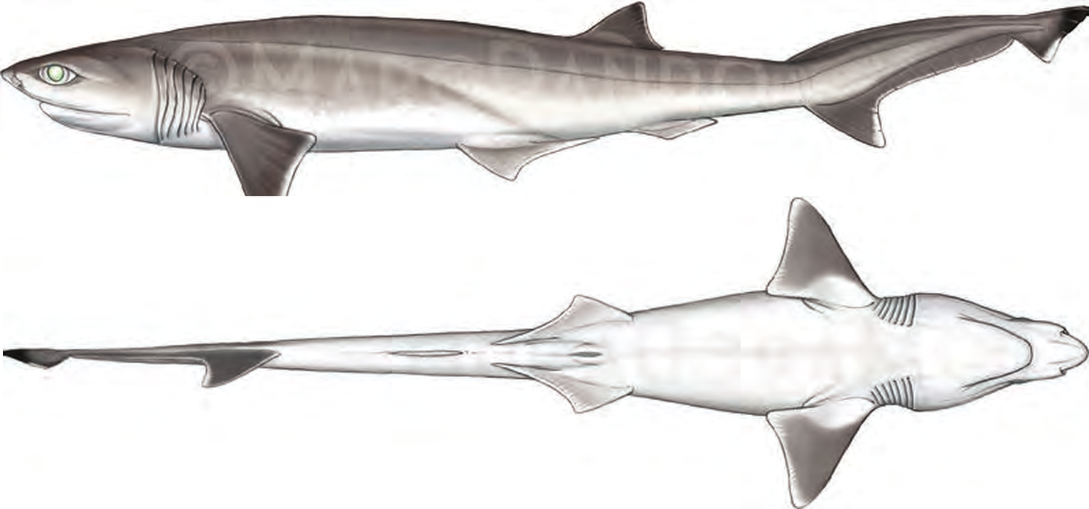 Illustration of the Sharpnose Sevengill Shark
