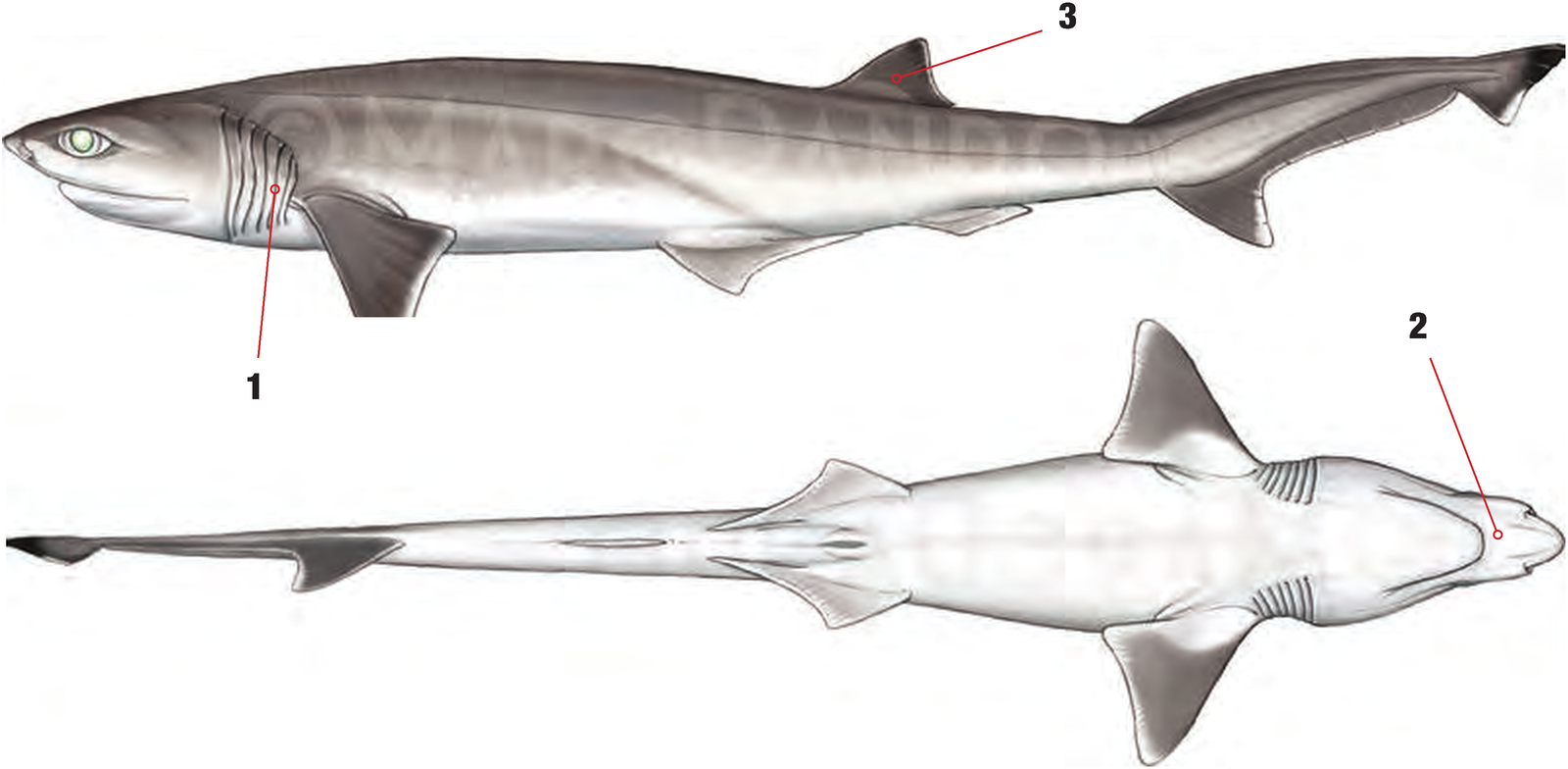 Illustration of the Sharpnose Sevengill Shark with numbered arrows marking each identifying feature