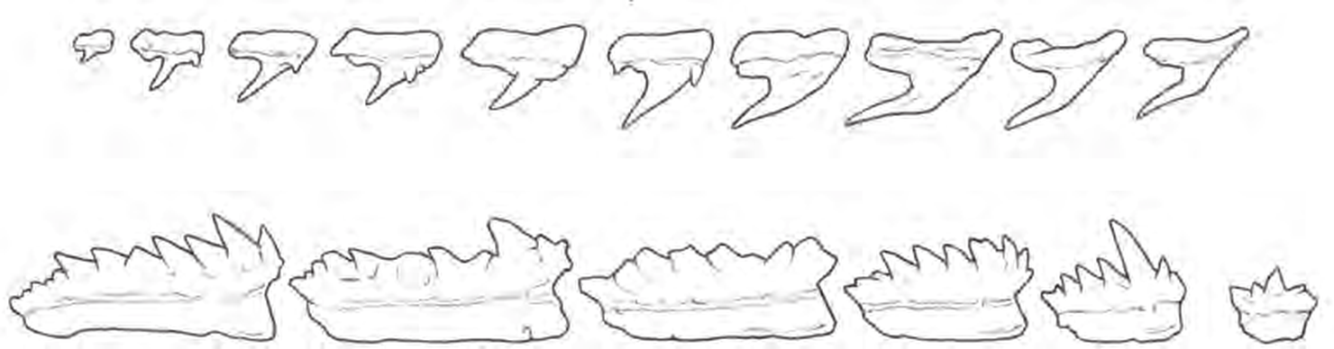 Line drawings of Sharpnose Sevengill Shark teeth