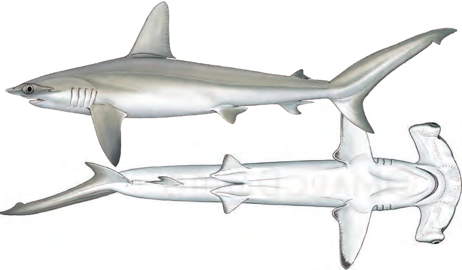 Illustration of the Smooth Hammerhead Shark