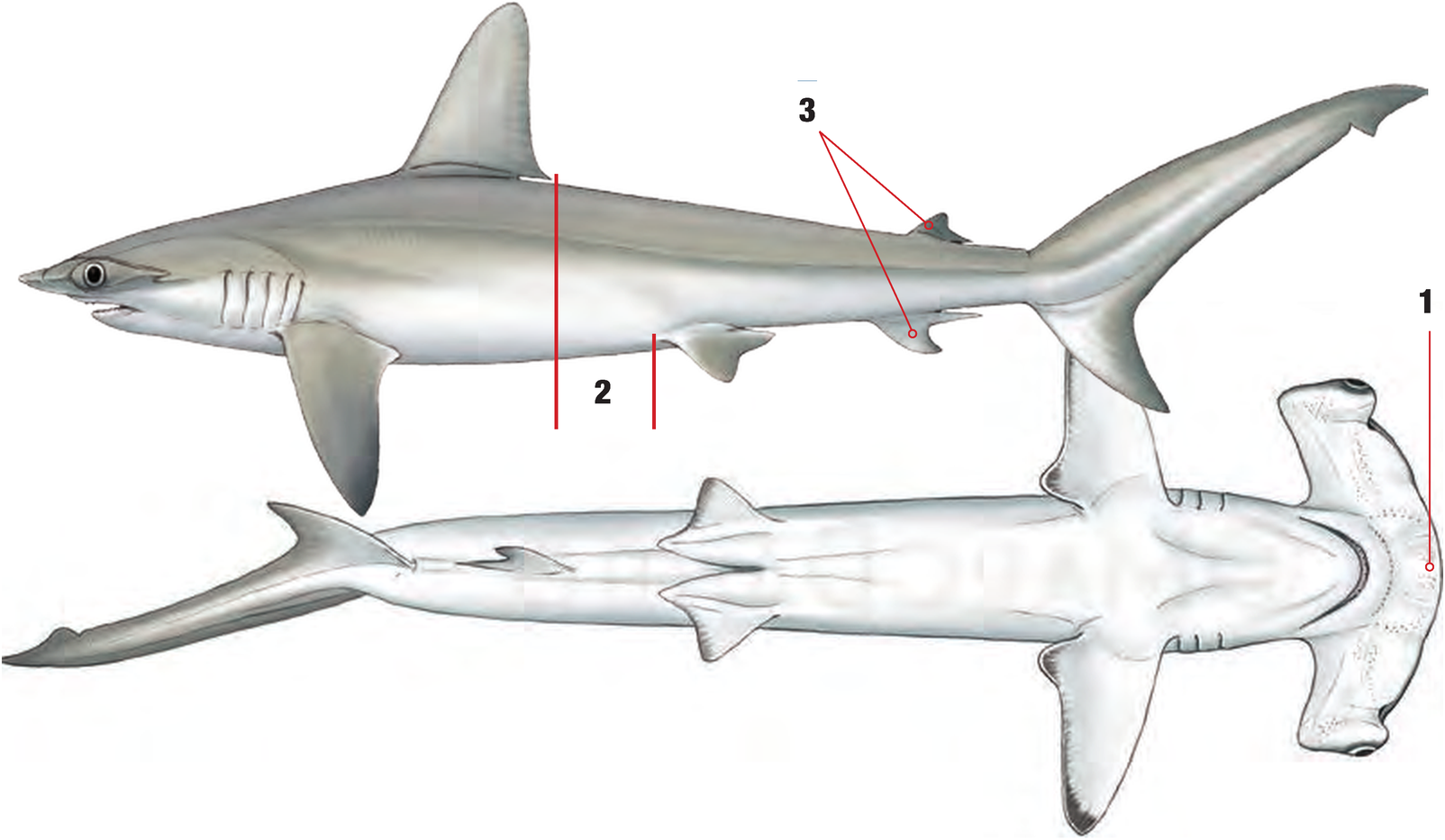 Illustration of the Smooth Hammerhead Shark with numbered arrows marking each identifying feature