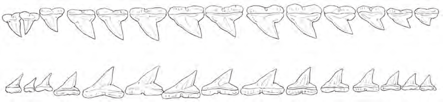 Line drawings of Smooth Hammerhead Shark teeth