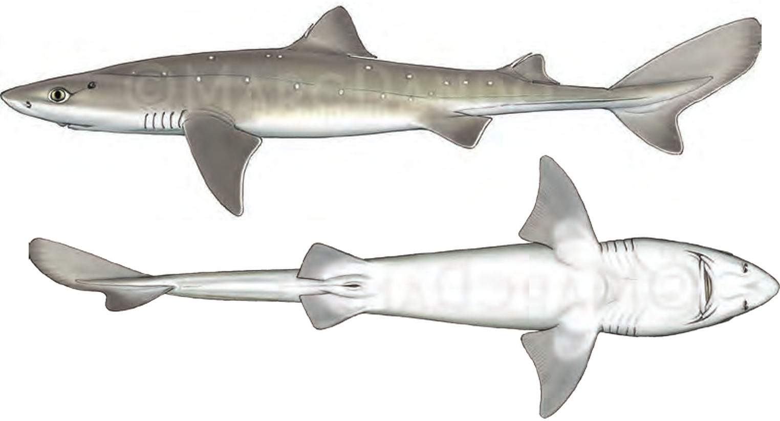 Illustration of the Spurdog