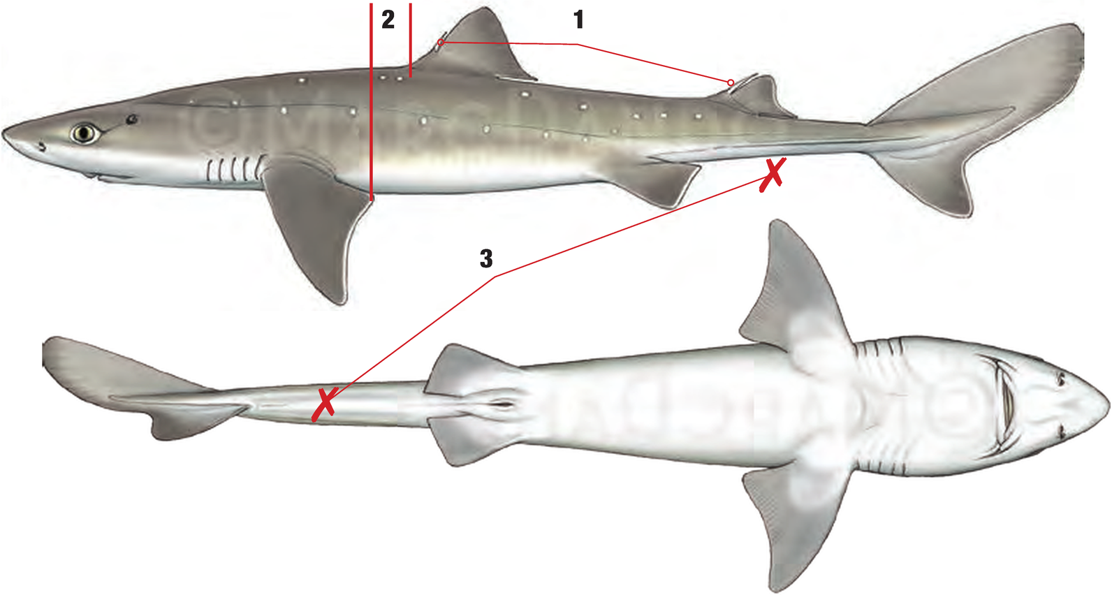 Illustration of the Spurdog with numbered arrows marking each identifying feature
