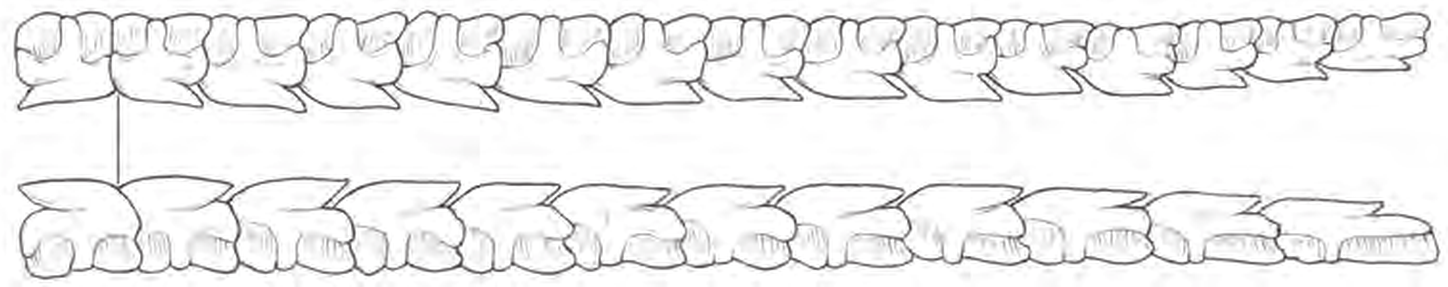 Line drawings of Spurdog teeth