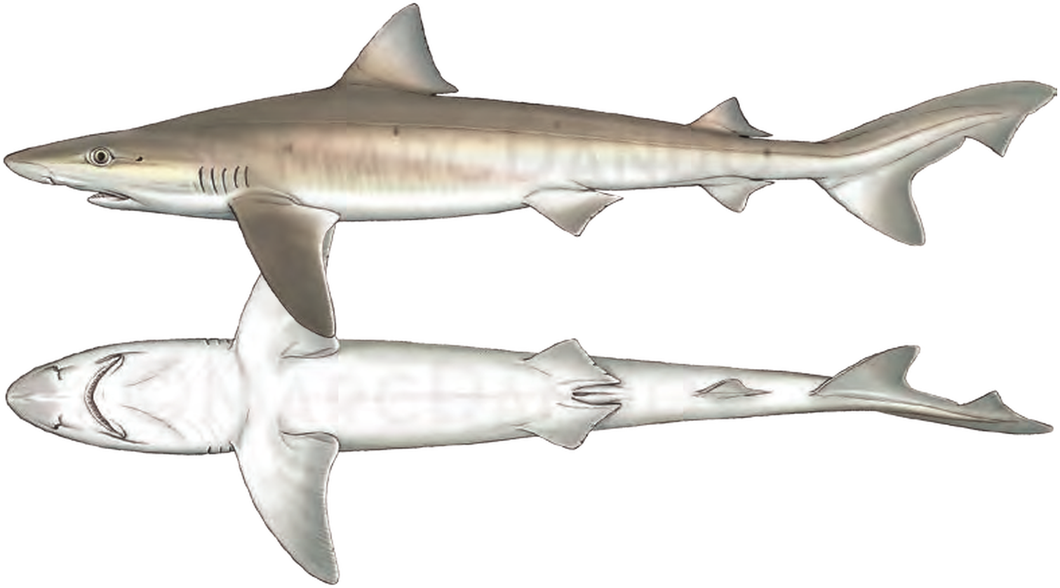 Illustration of the Tope