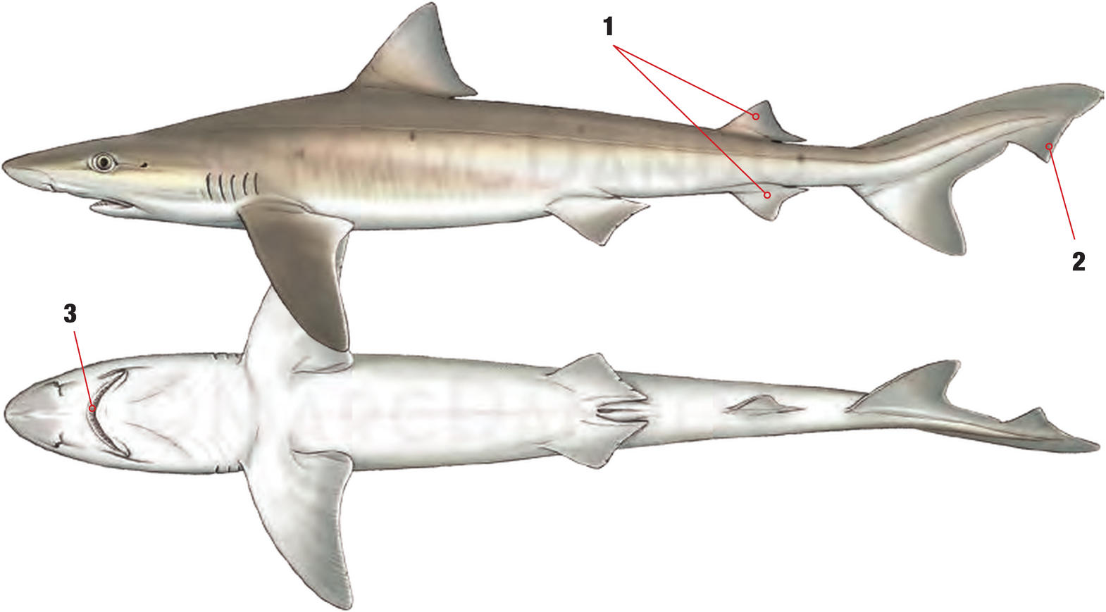 Illustration of the Tope with numbered arrows marking each identifying feature
