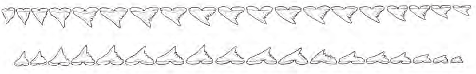 Line drawings of Tope teeth