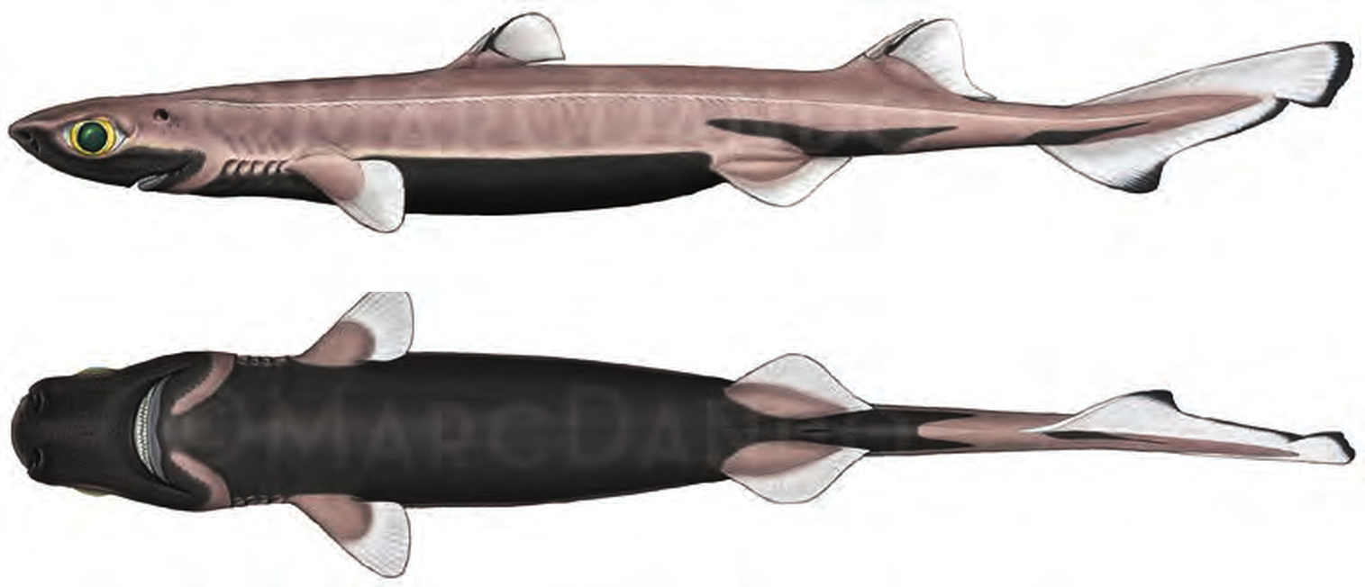 Illustration of the Velvet Belly Lanternshark